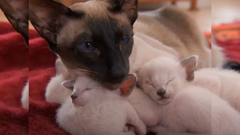 siamese cat and kittens