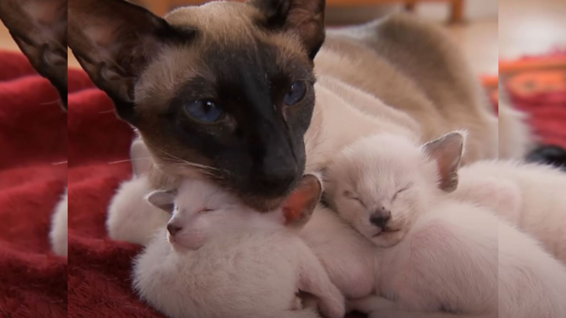 siamese cat and kittens
