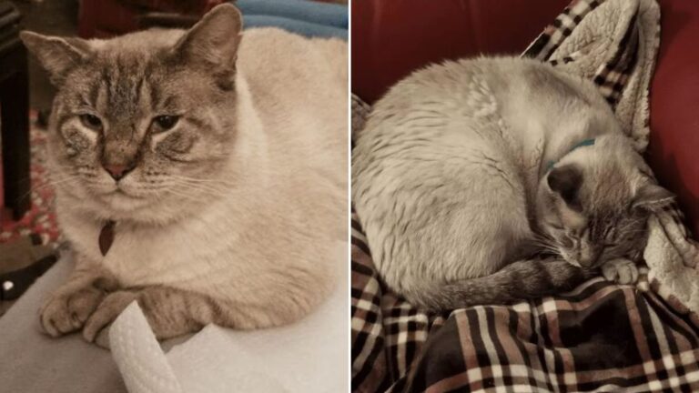 traumatized cat