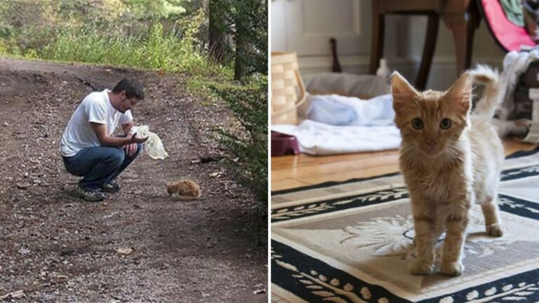 tiny abandoned kitten