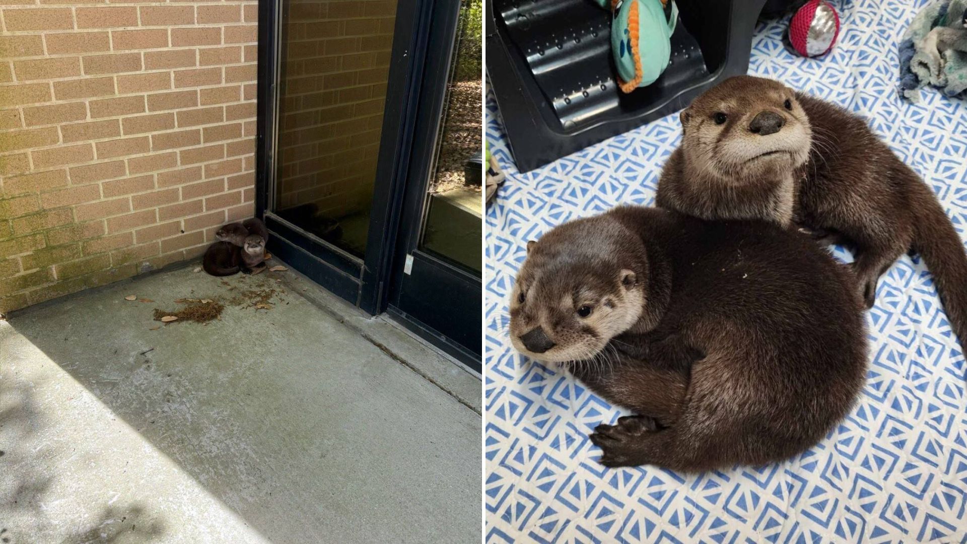 baby otters found outside