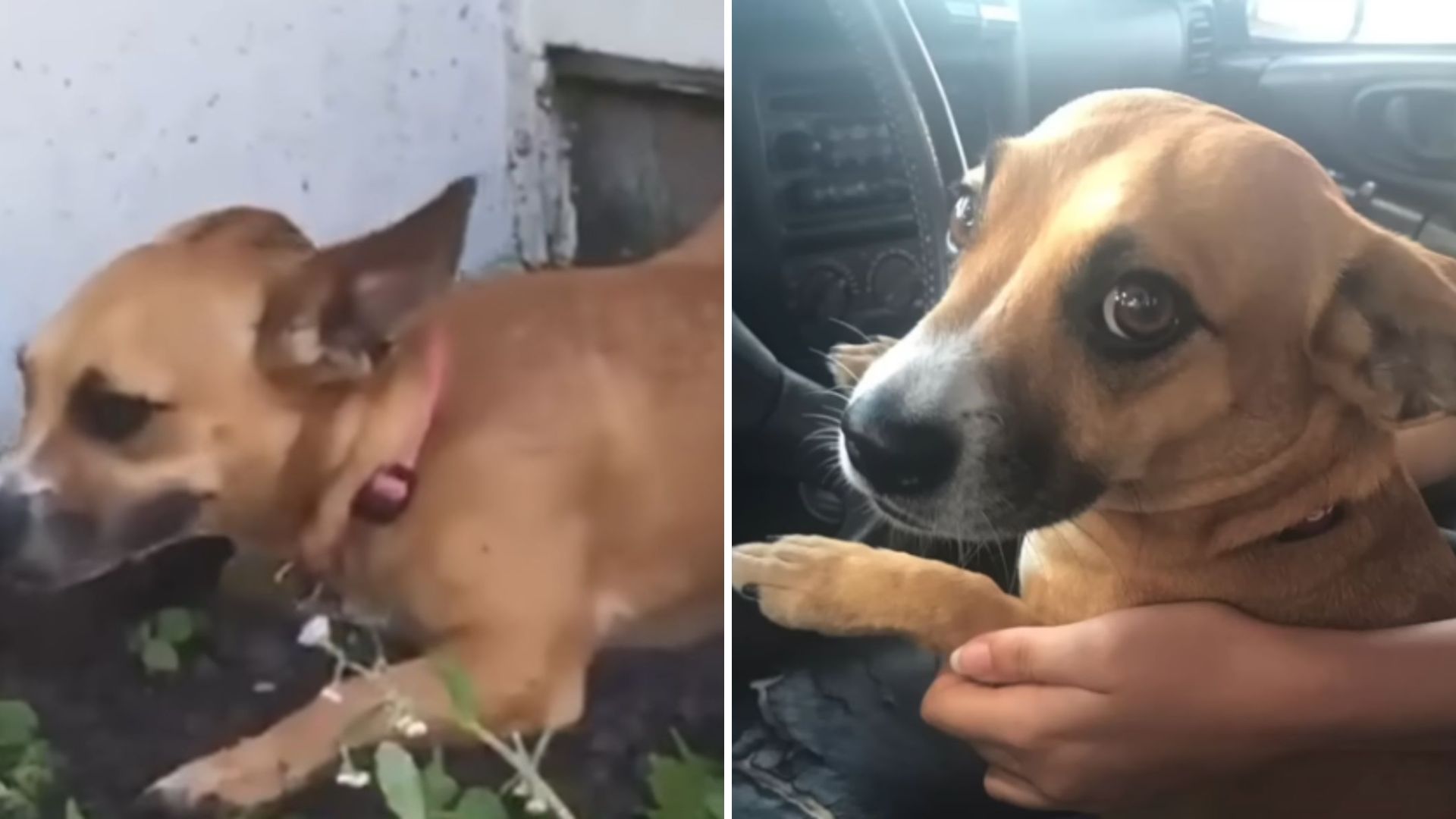 Virginia Puppy Rescued From Chains Leads Woman To Unexpected Discovery