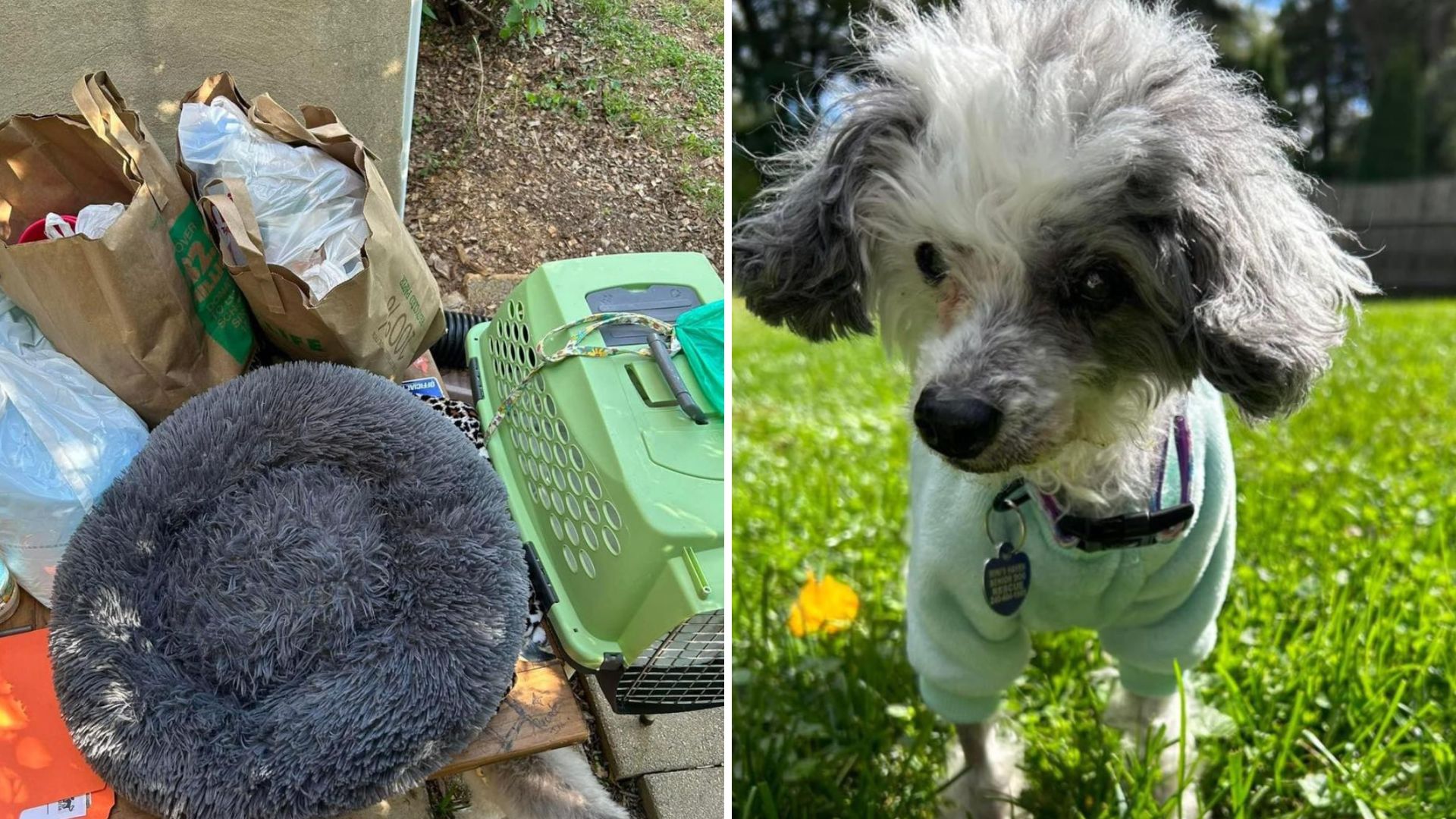 Virginia Rescuers Struggle To Hold Back Tears After Finding Senior Poodle Dumped In Parking Lot