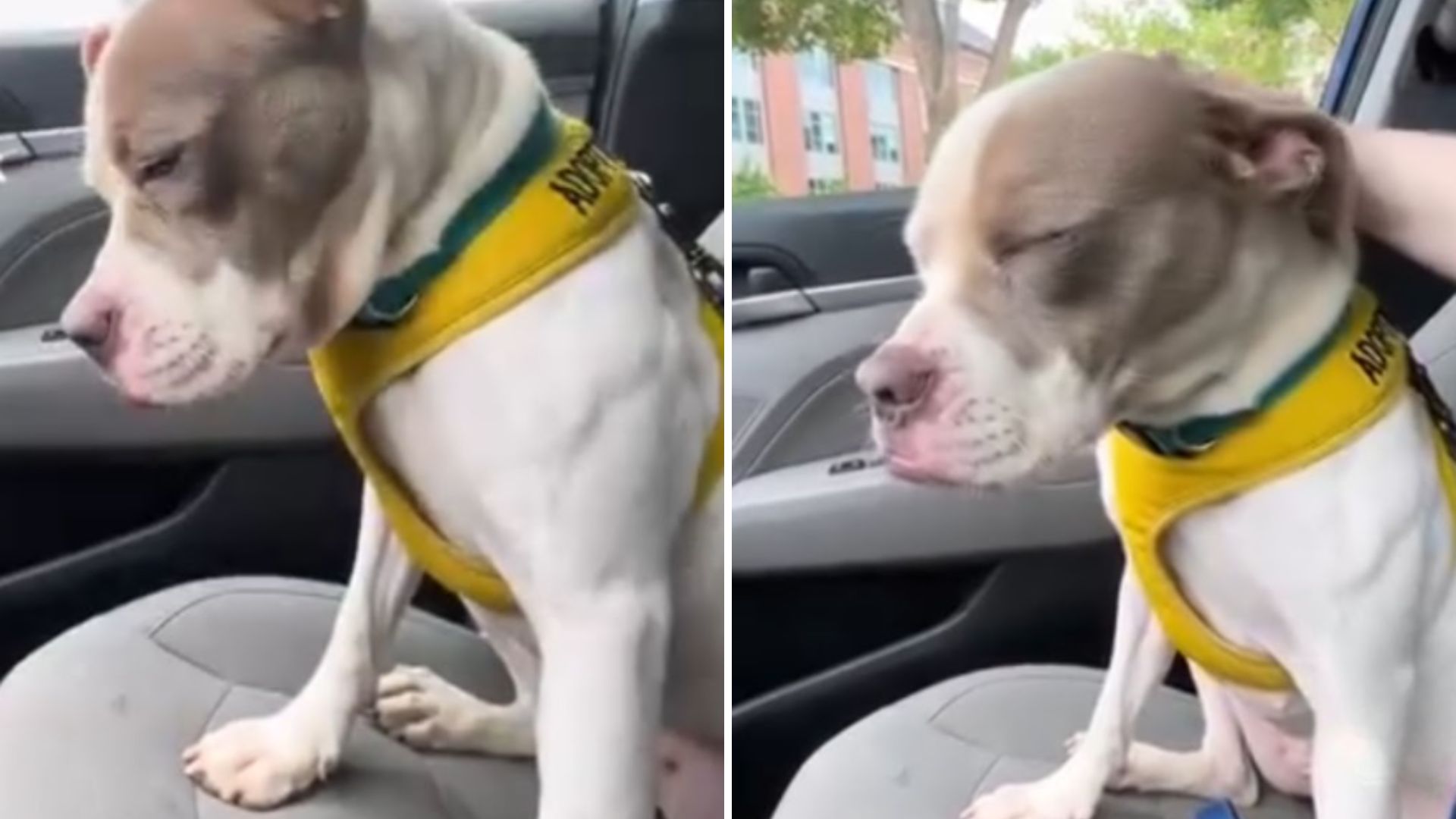 dogs sadness over returning to shelter