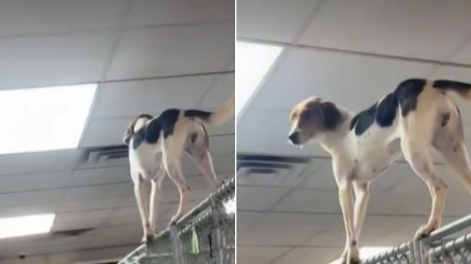 virginia shelter dog leaves staff in tears