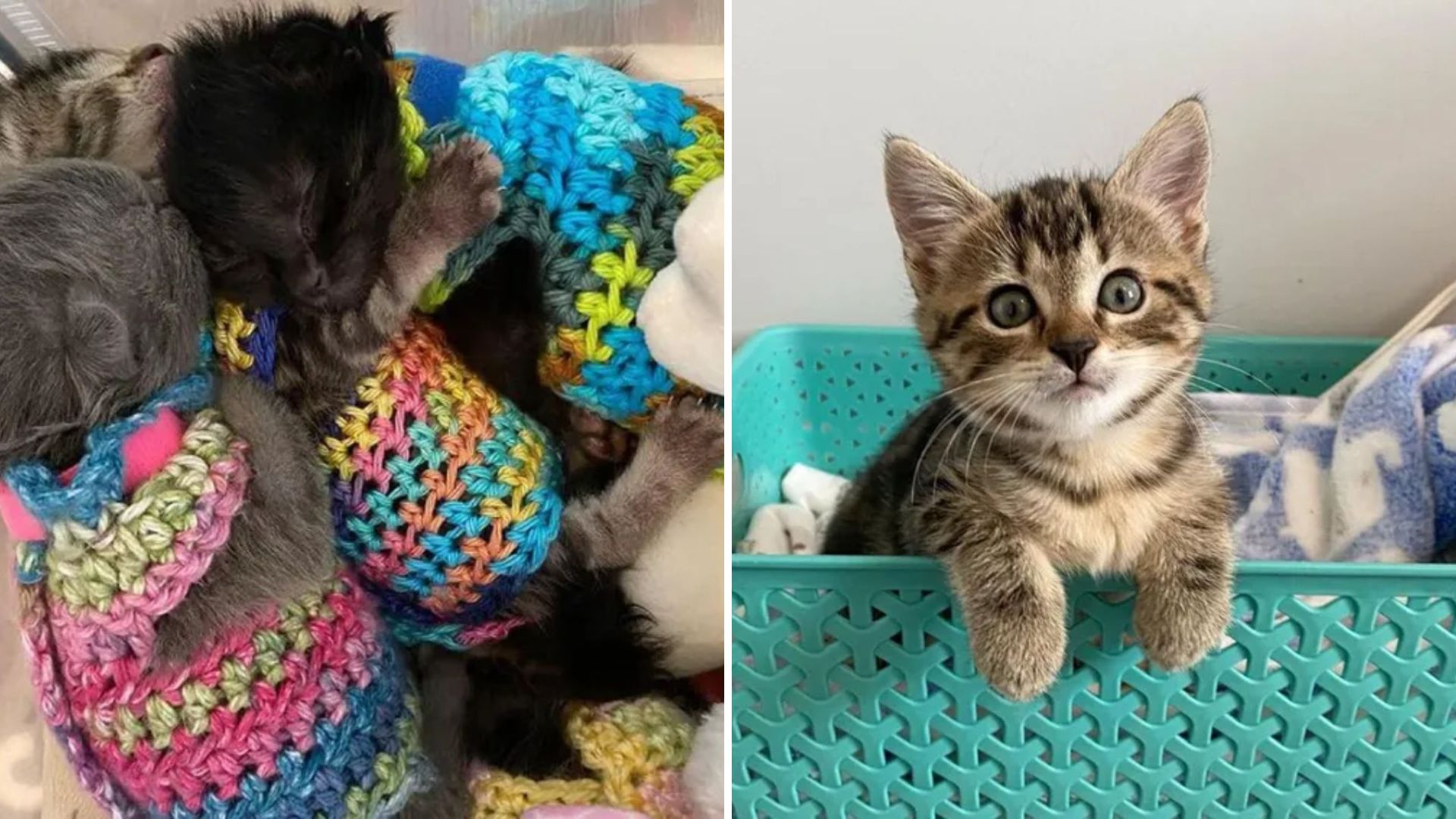 dilly the lap kitten