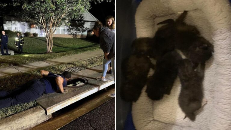kittens rescued from storm drain