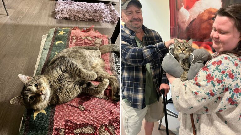 Virginia Three-Legged Cat Finds His Perfect Match With Amputee Dad In A Story Meant To Be