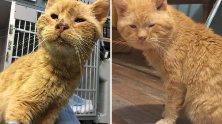 freezing stray cat
