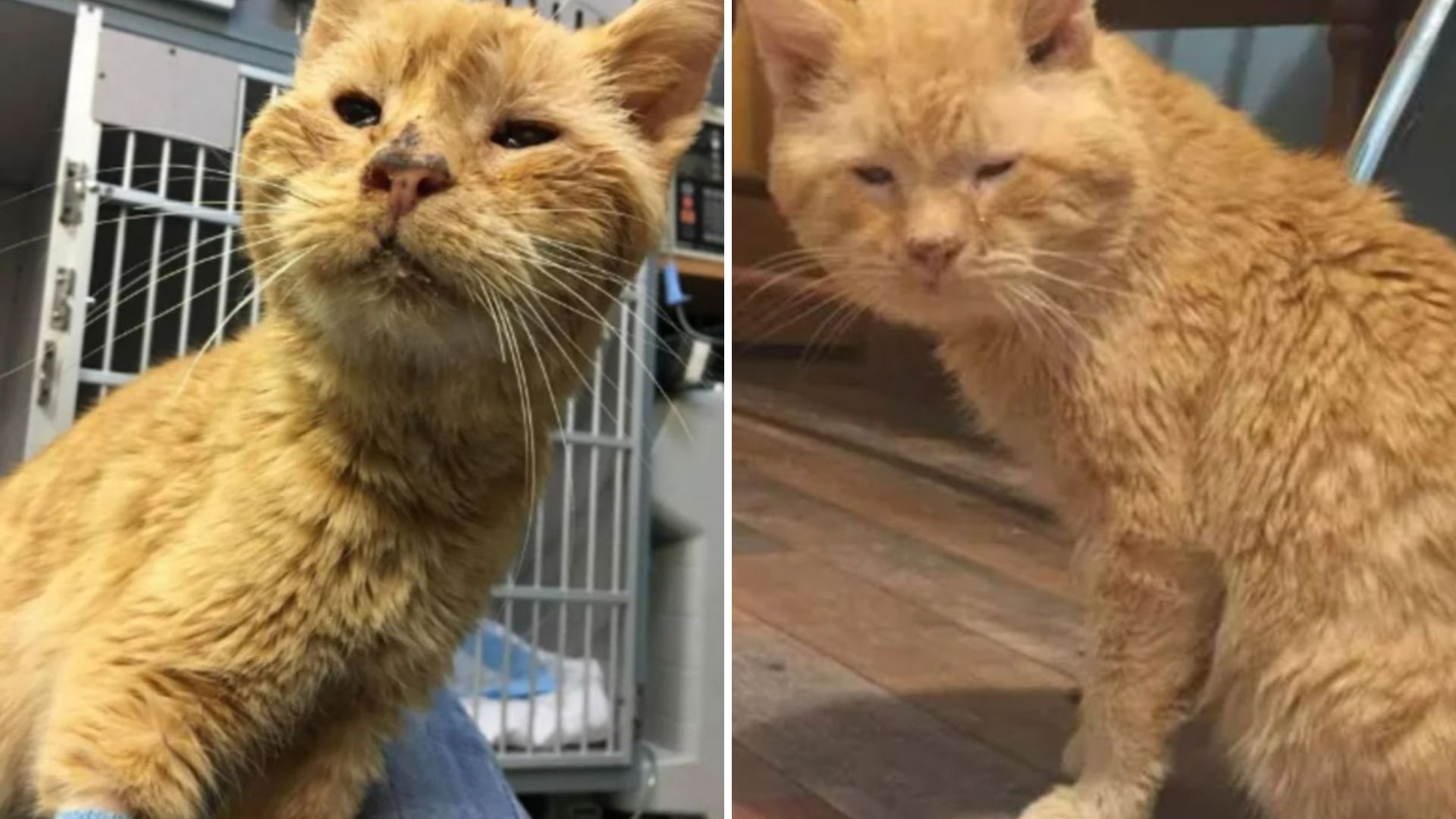 freezing stray cat