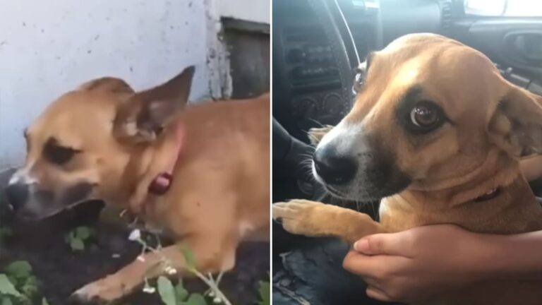 Virginia Woman Spots A Lone Pup Chained Up In A Backyard And Makes A Heartwarming Decision