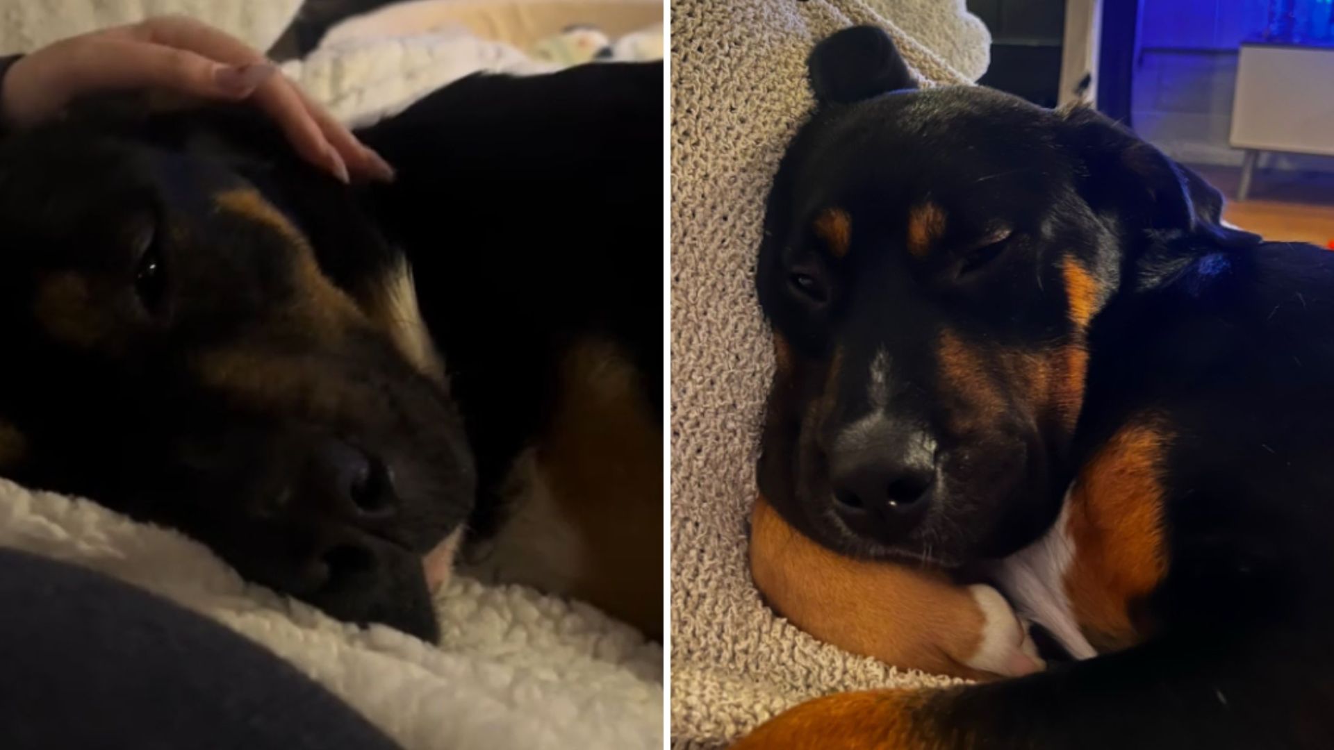 shelter dog sleeping