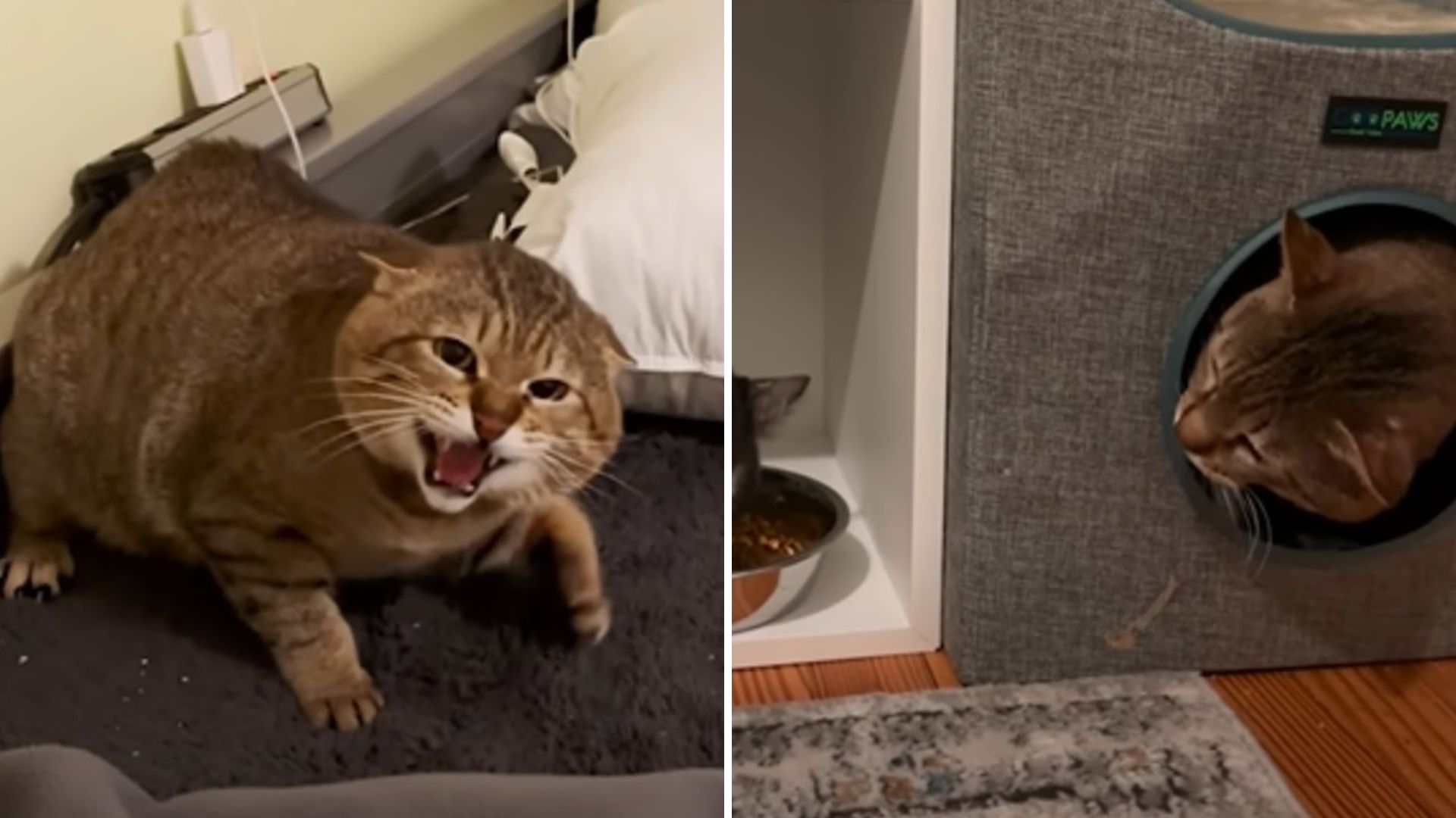 grey spicy foster cat