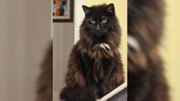 black cat