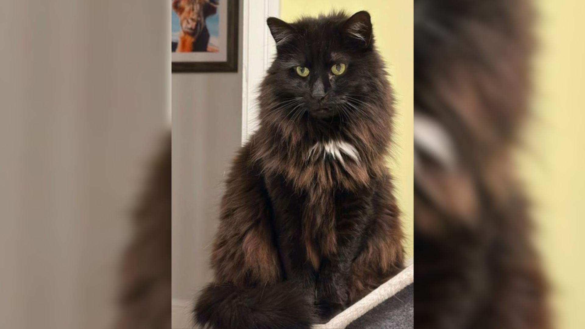black cat
