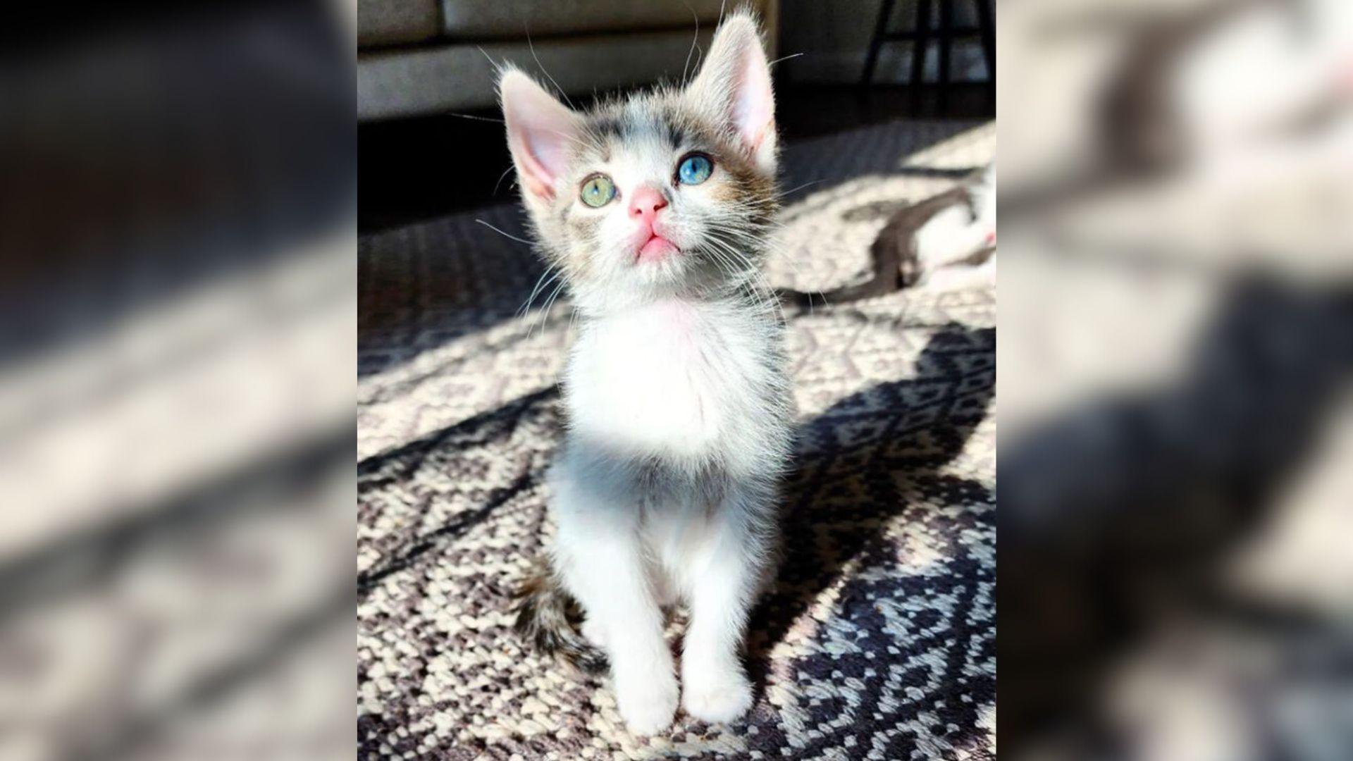 Kitten With Two Different Colored Eyes