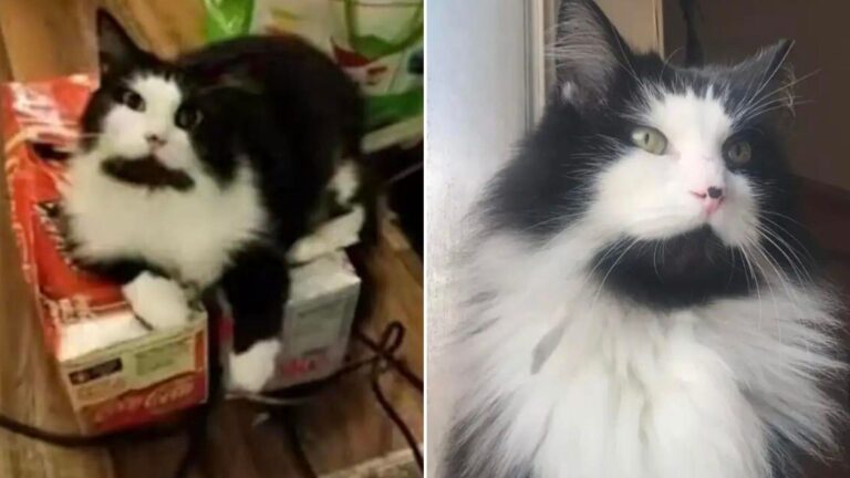 shelter cat