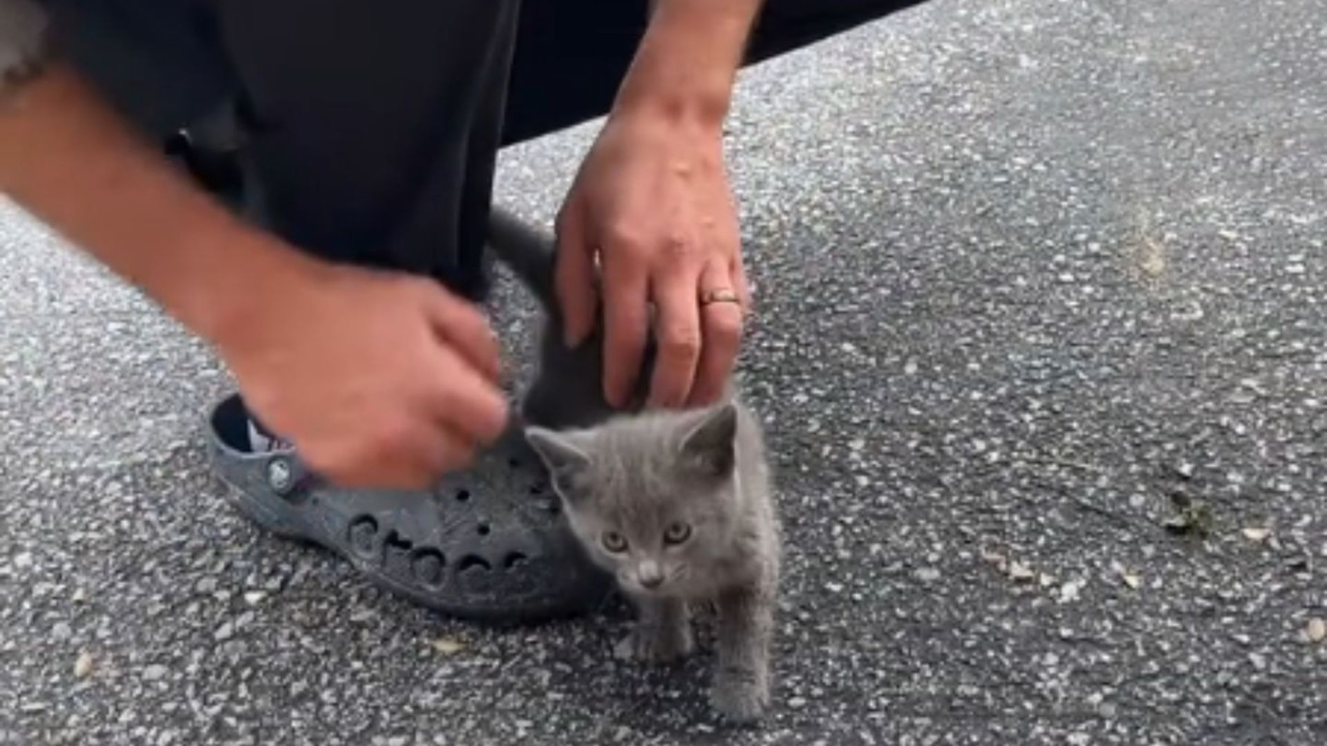 tiny kitten