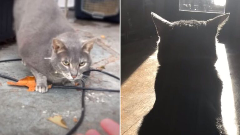 man reunites with his cat after six years