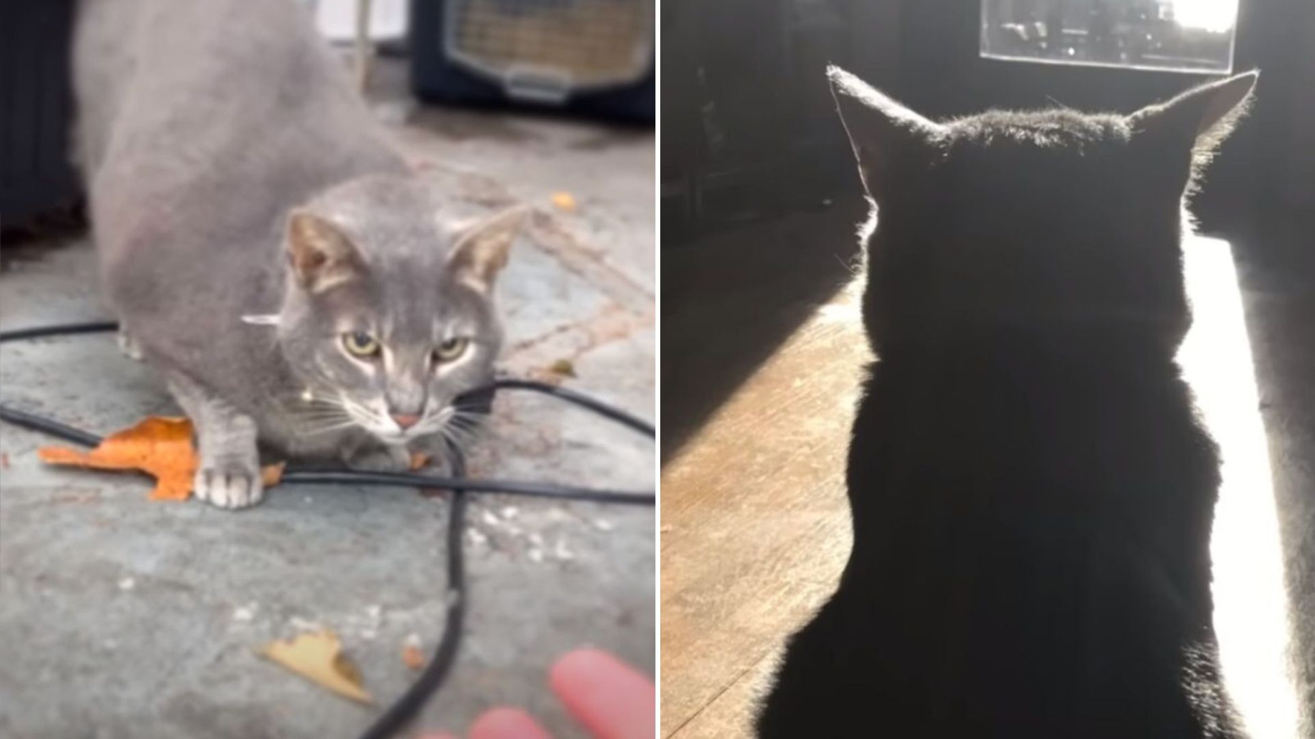 man reunites with his cat after six years