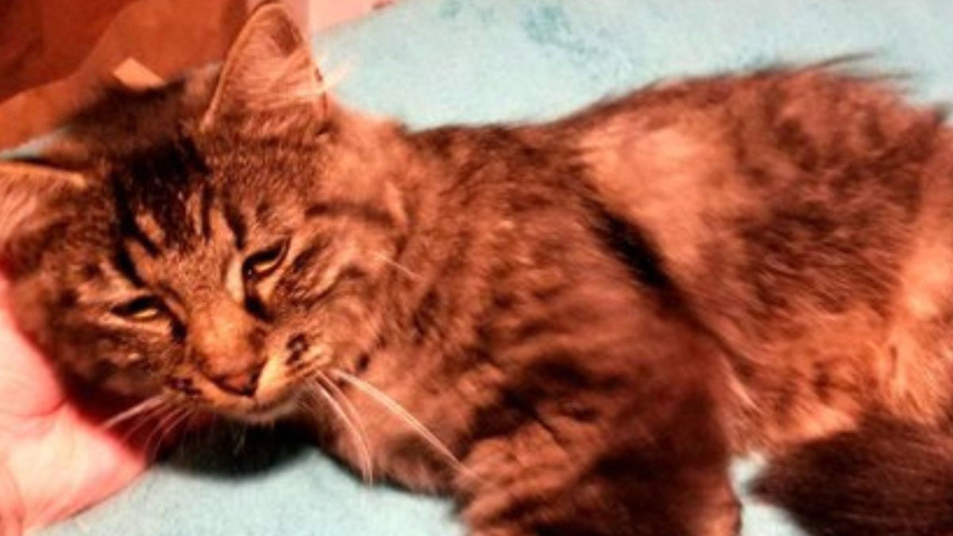 cat bolts into womans house