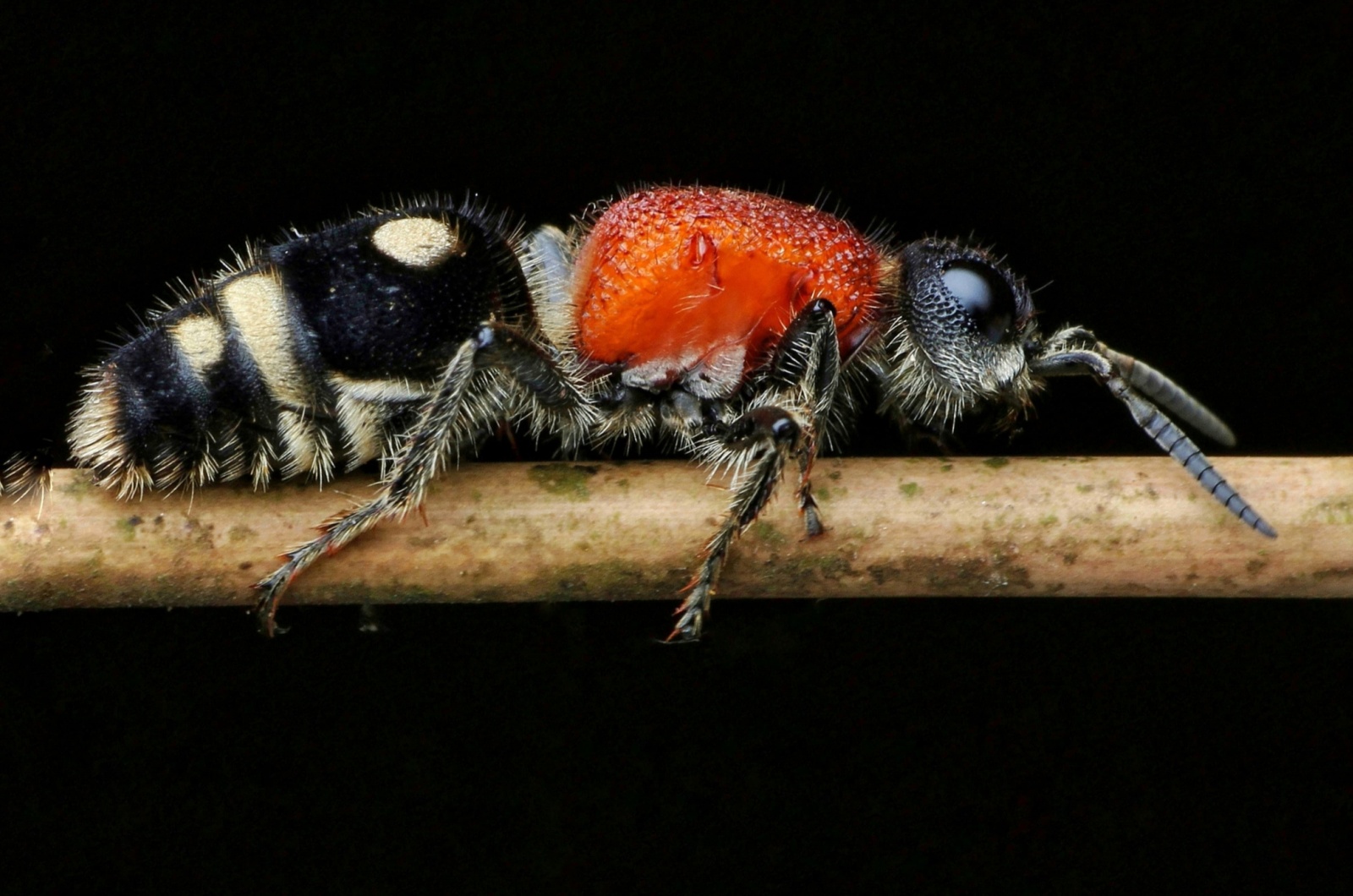Western Velvet Ant