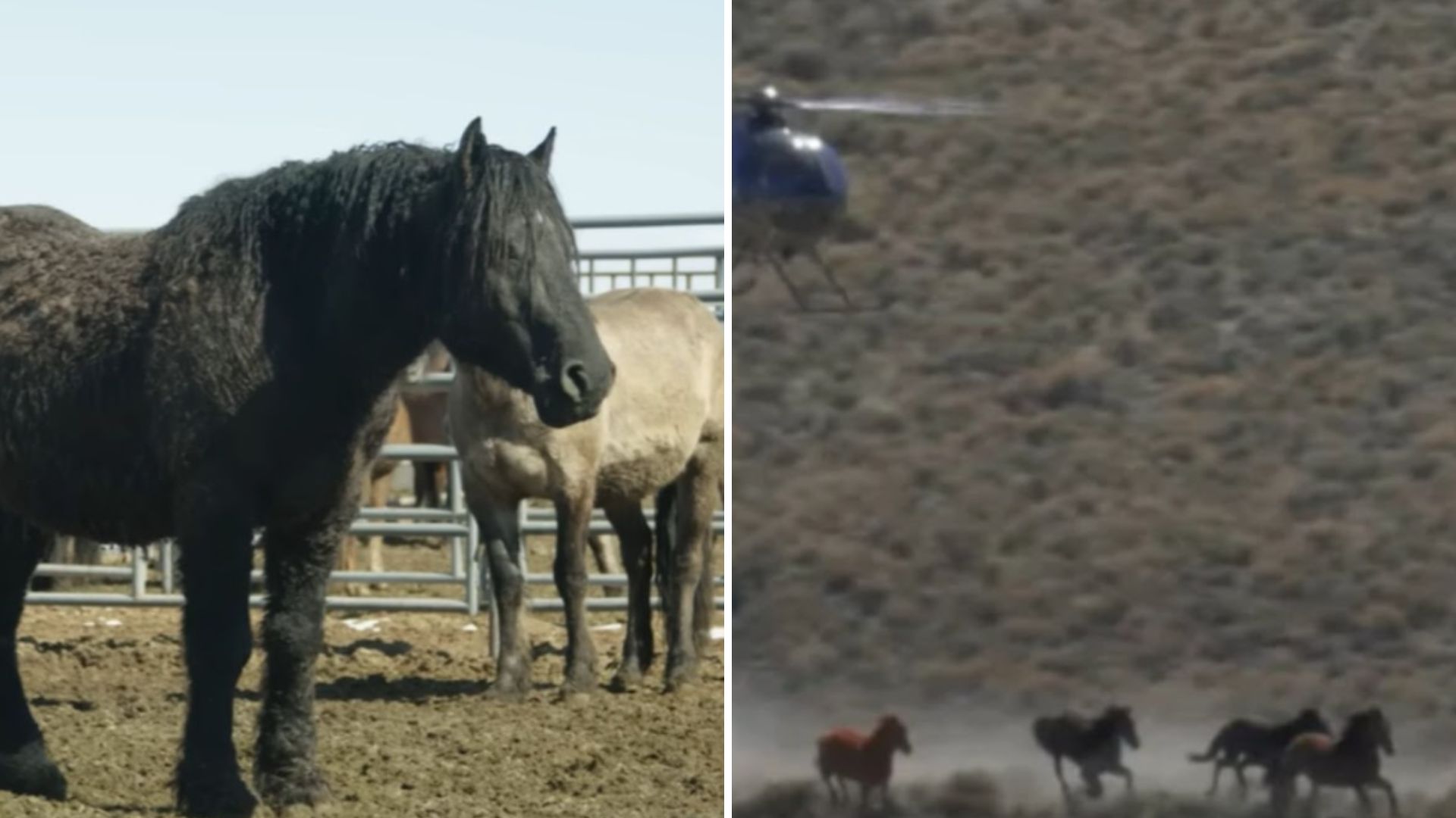Wild Stallion In Oregon Heartbroken After Being Separated From His Herd During Roundup
