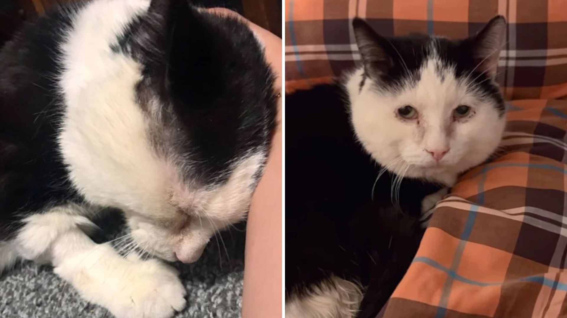 Cat Born With Disability Defies