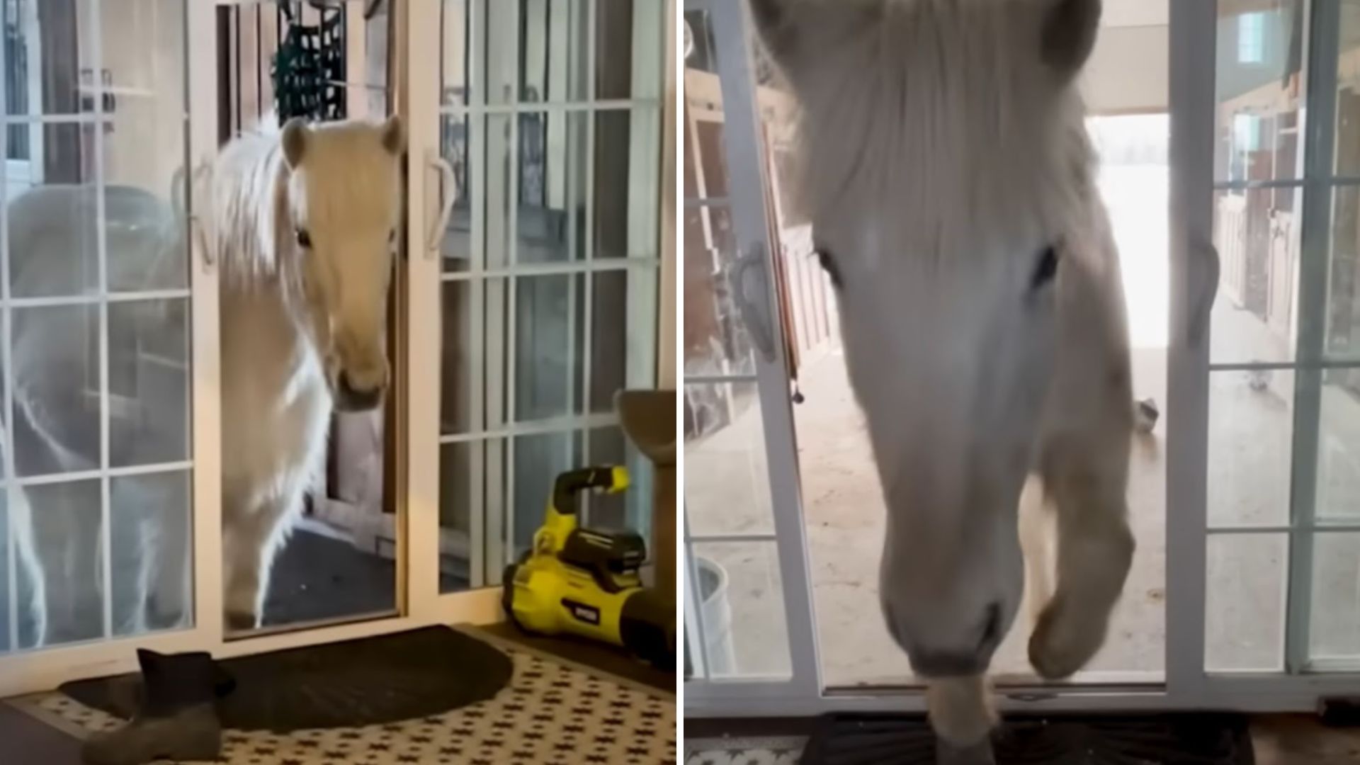 horses breaking in their owners home