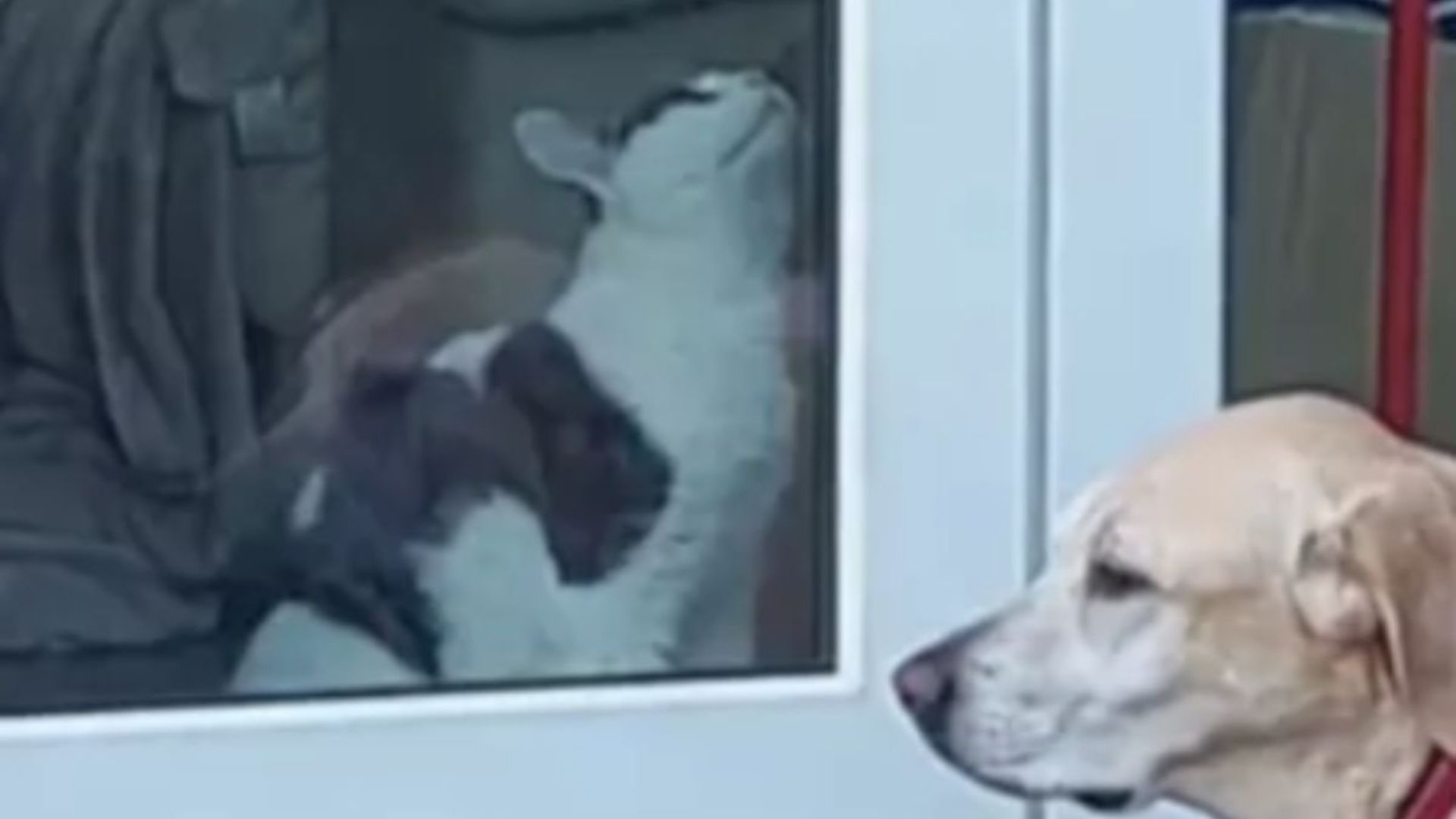 dog and cat bff