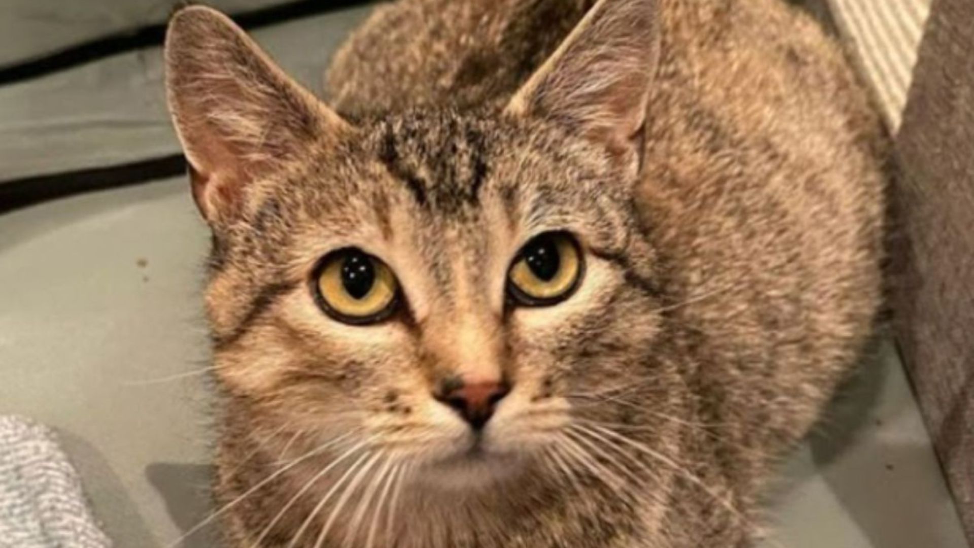 mama cat