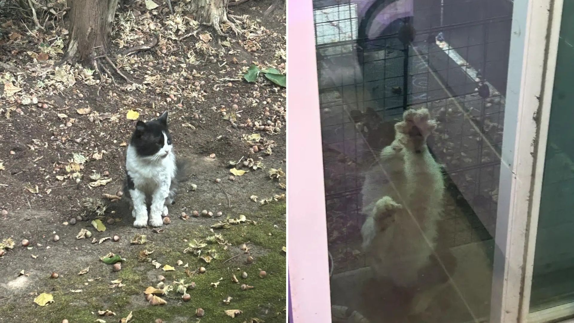 woman finds cat she already knows
