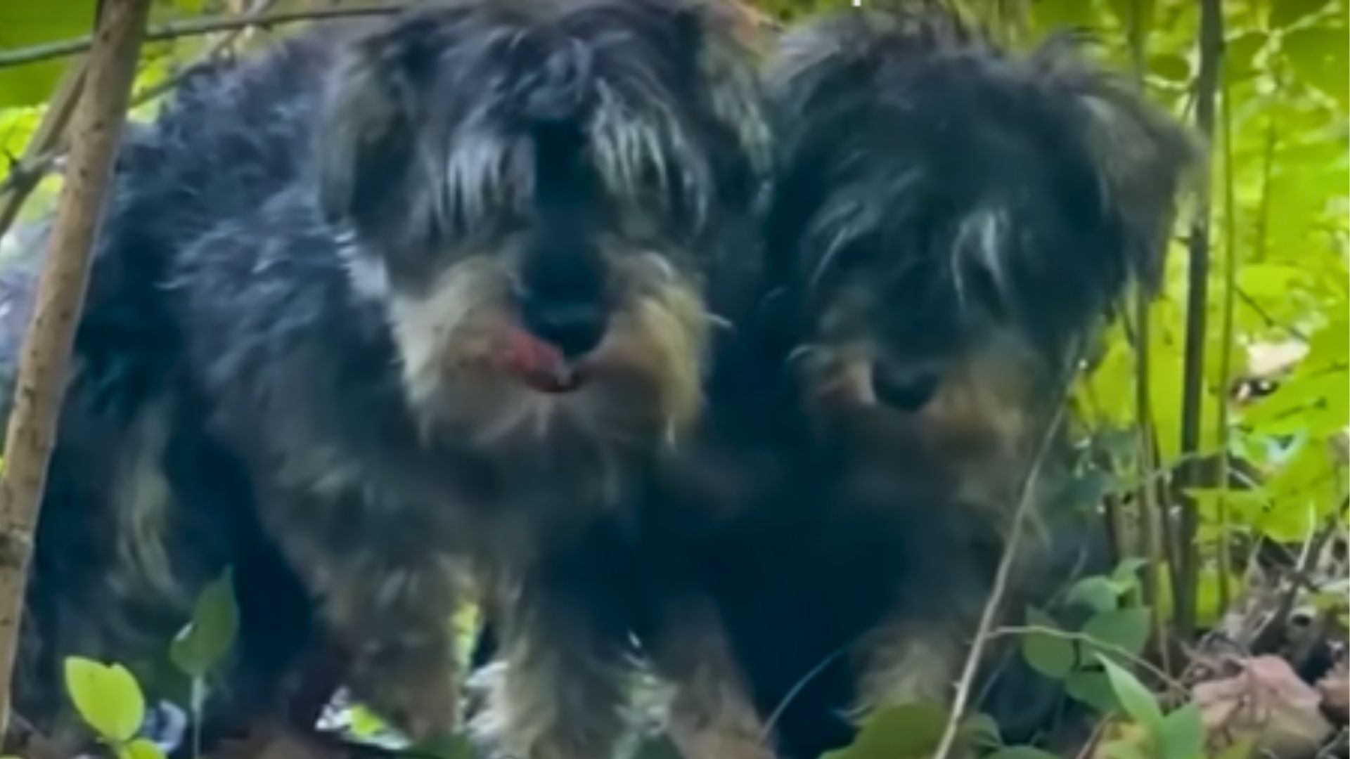 two matted schnauzers found in woods