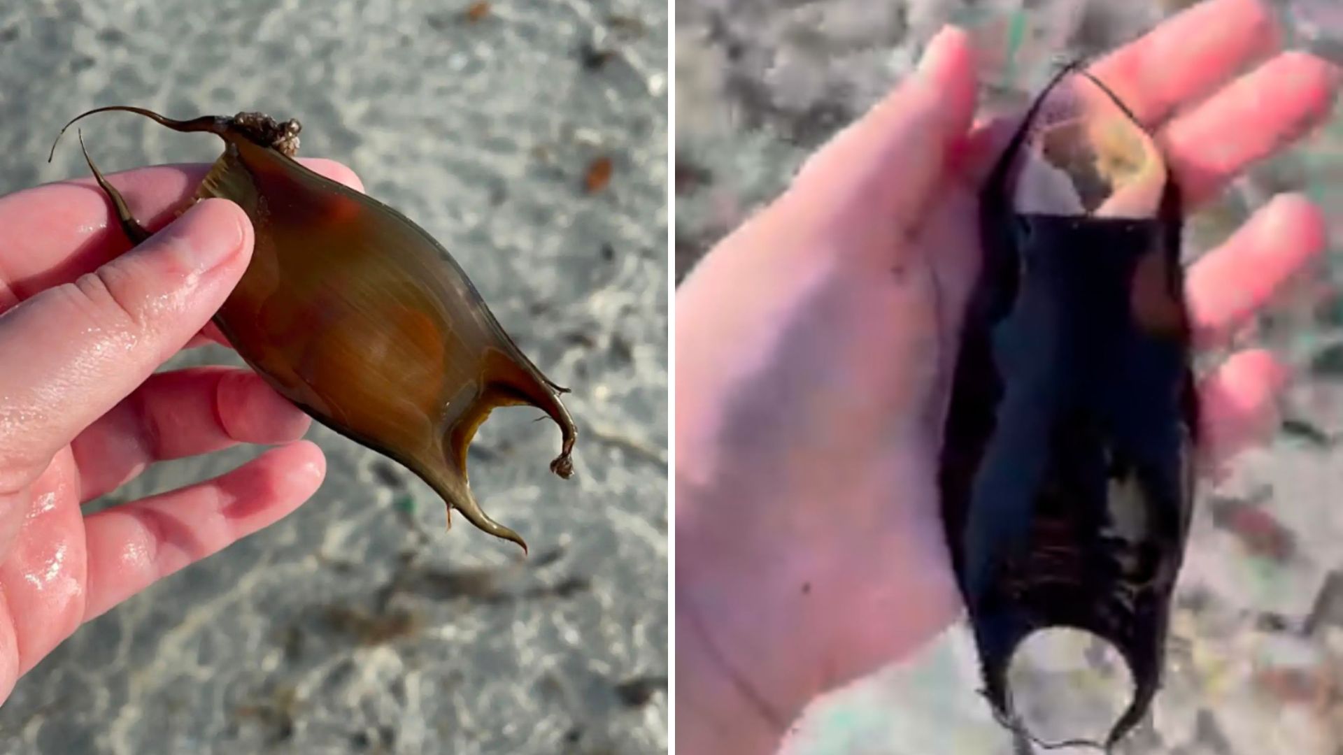 woman finds mermaid’s purse on the beach