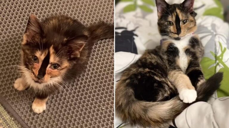 cat survives the impossible