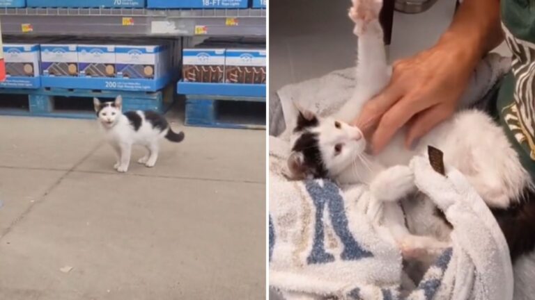 woman finds furbaby in walmart