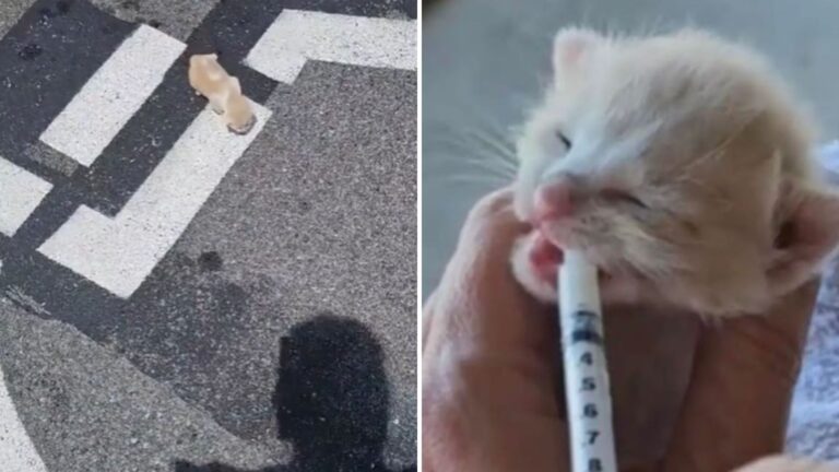 little weak kitten