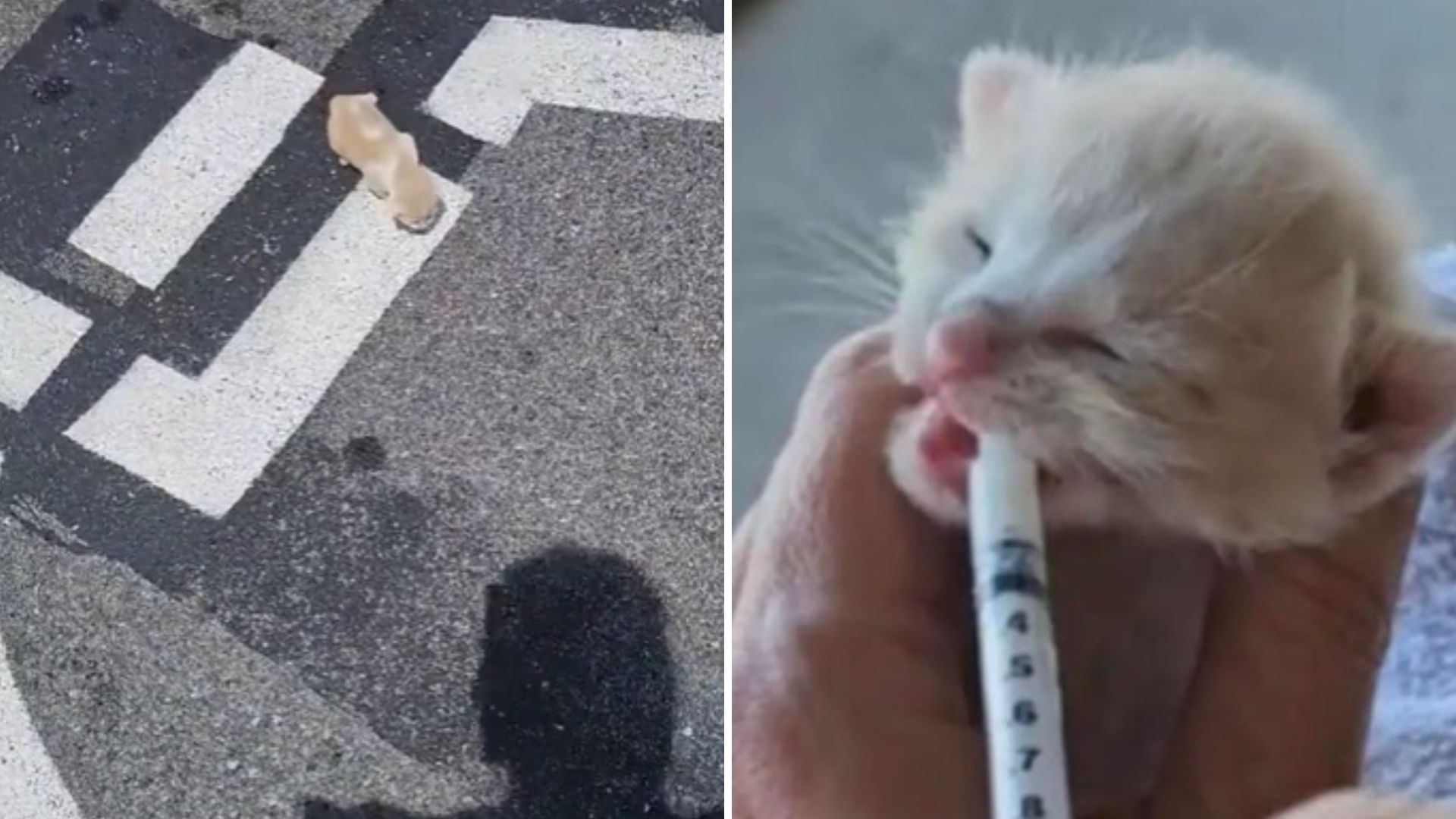 little weak kitten