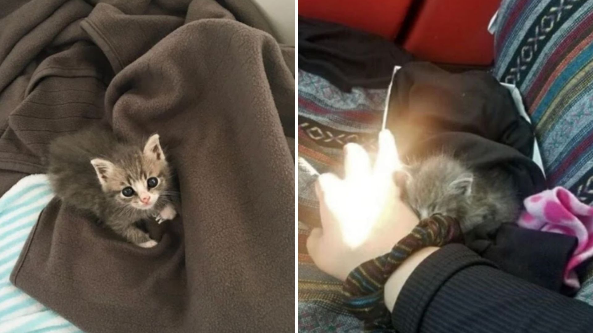 kitten abandoned on a porch