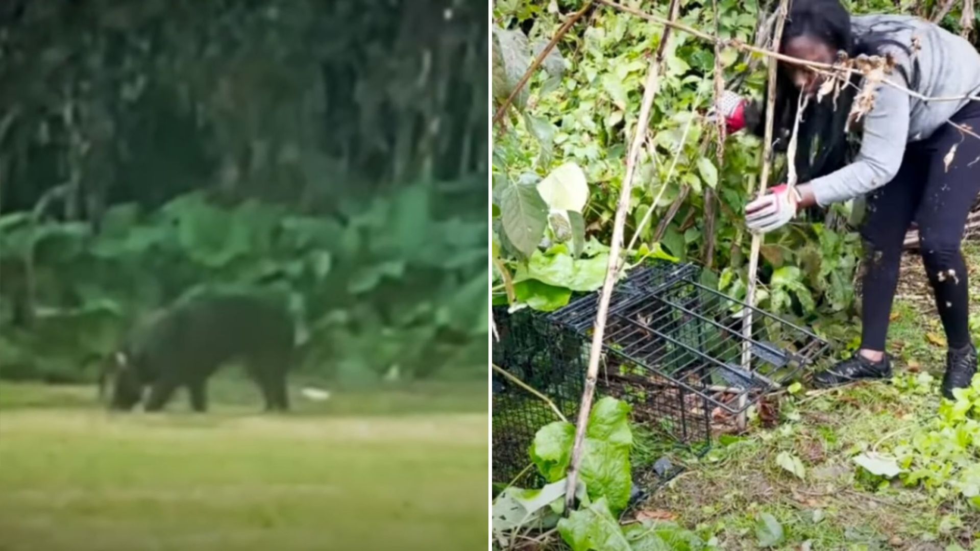 rescuer reunites lost dog with her mom