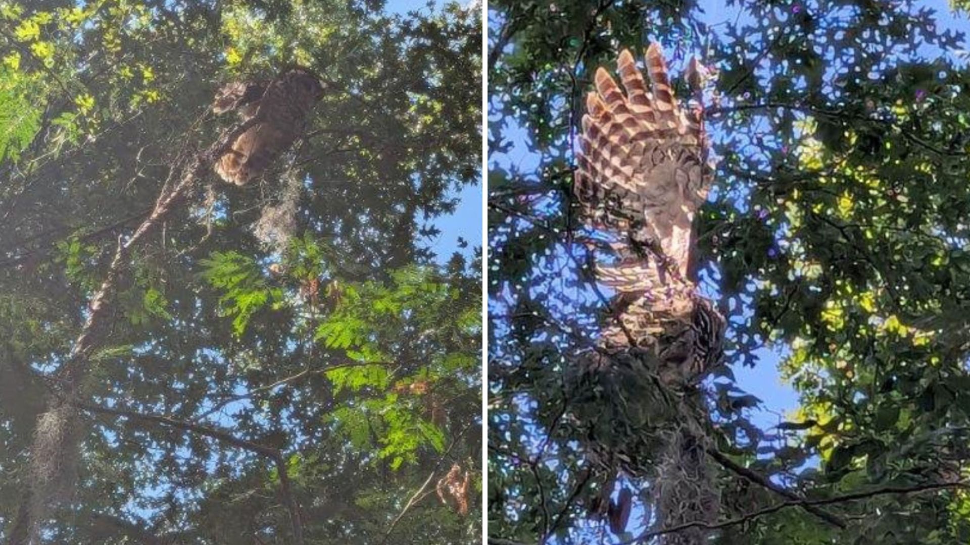 ball of feathers hanging from a tree