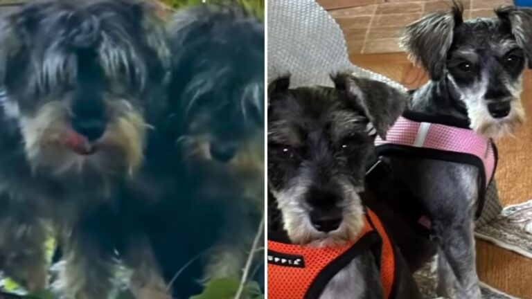 two matted schnauzers found in woods