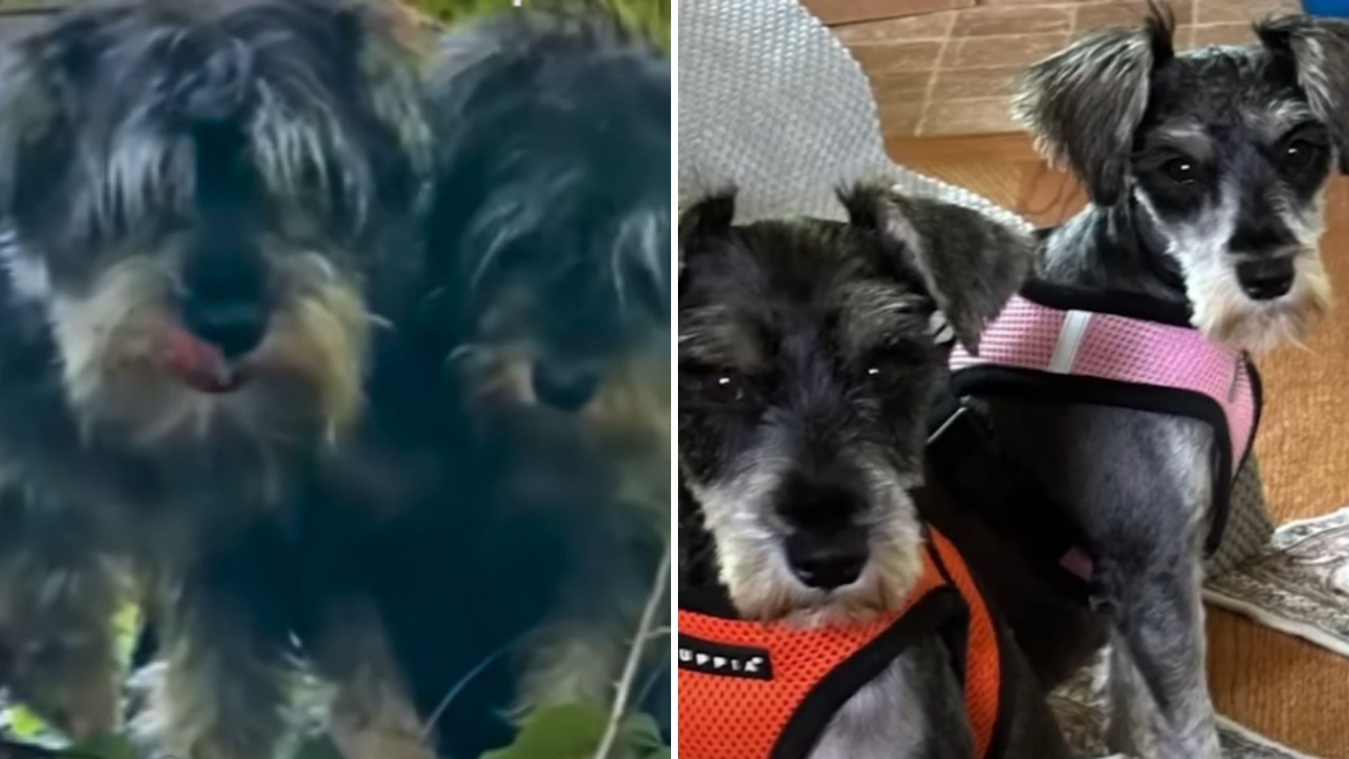 two matted schnauzers found in woods
