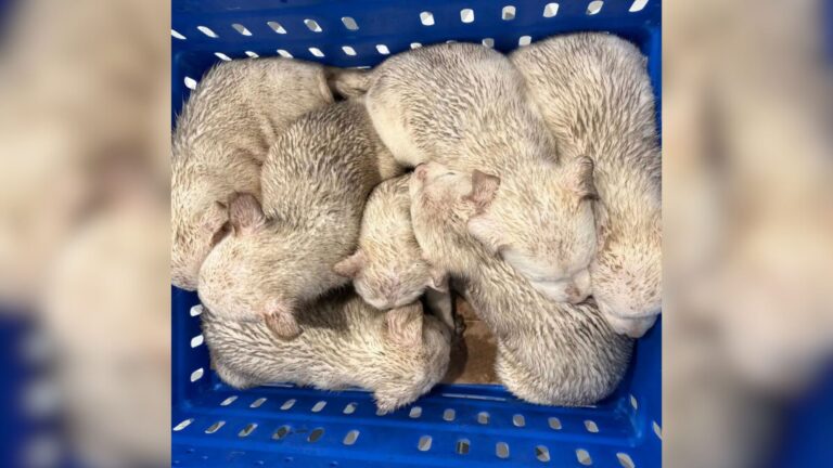 puppies in blue basket