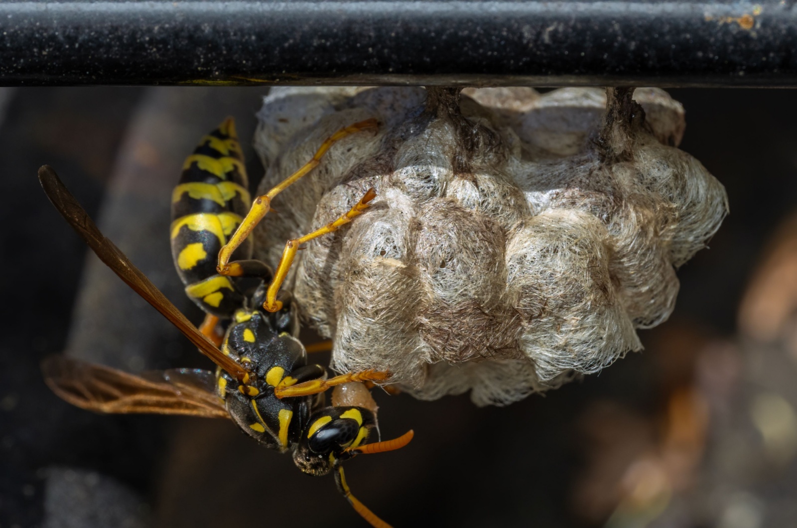 Yellowjacket insect