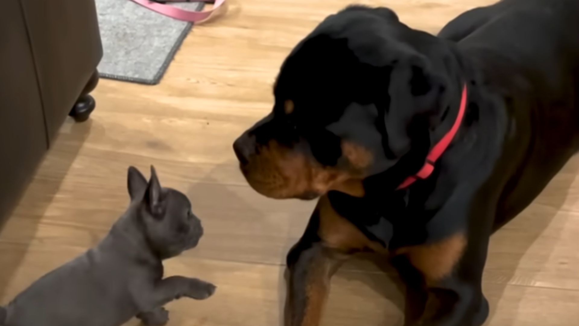 rottweiler and tiny puppy