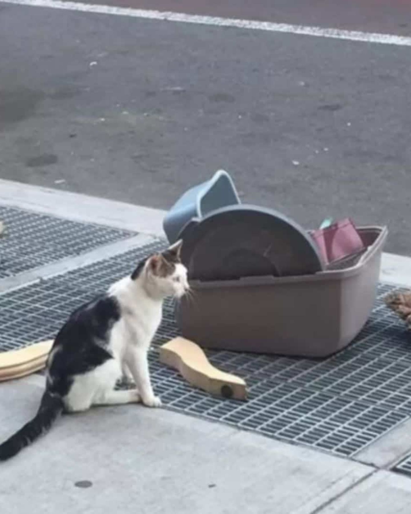 abandoned cat next to her belongings
