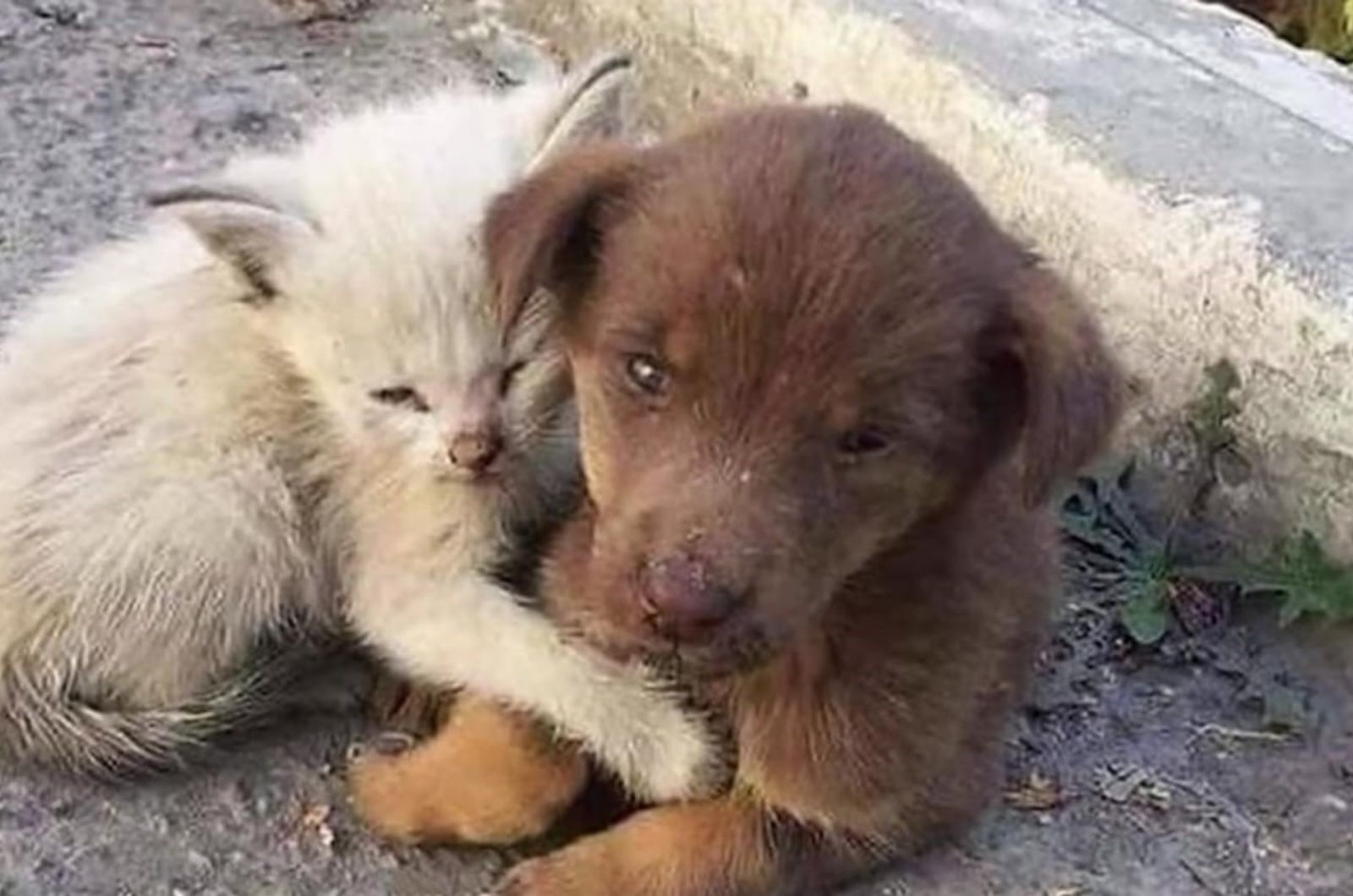 abandoned puppy and small kitten