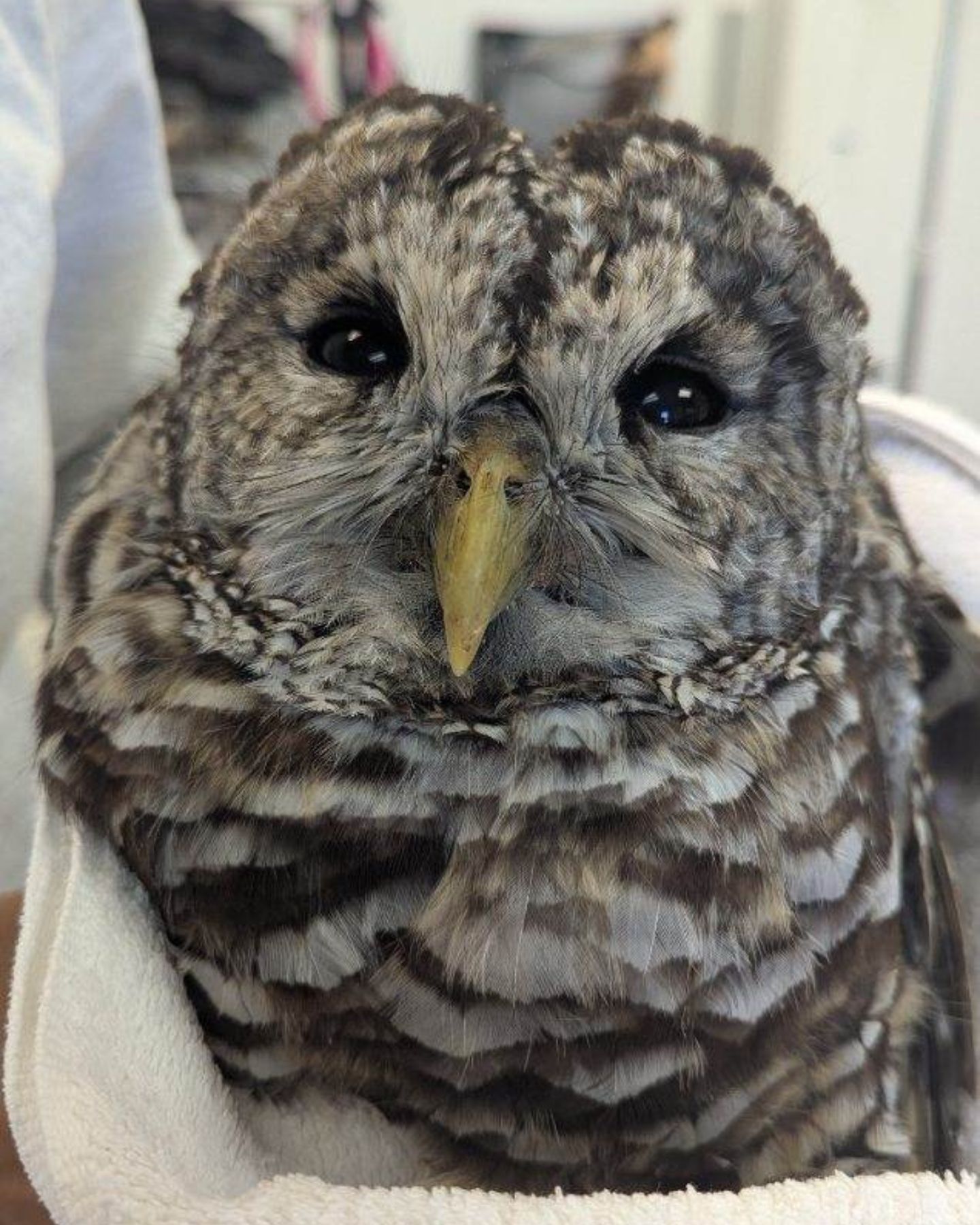 adorable bird