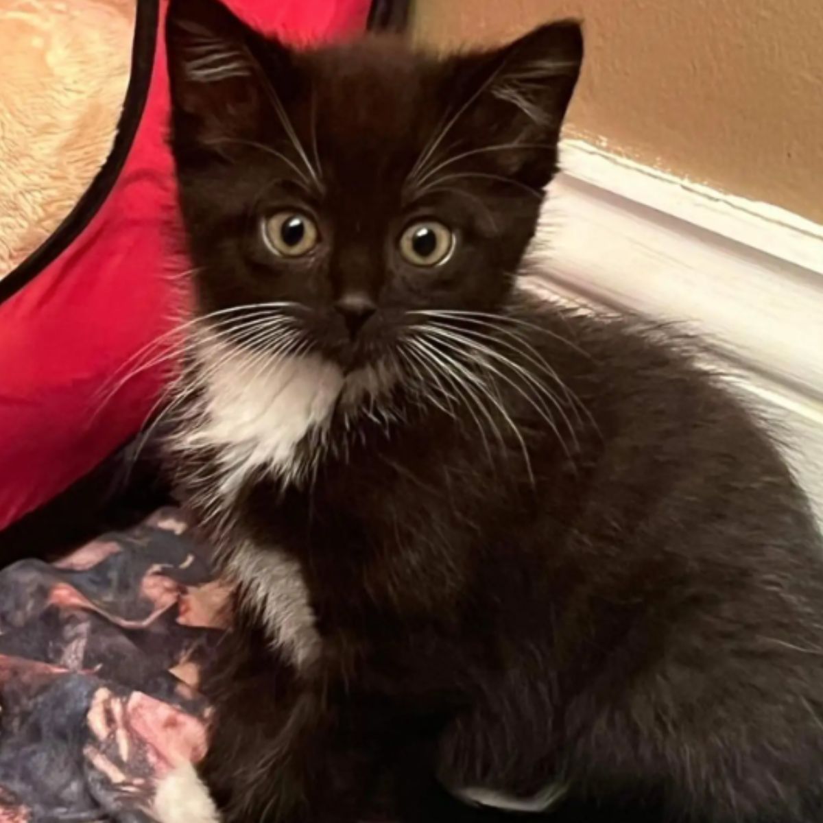 adorable black kitten
